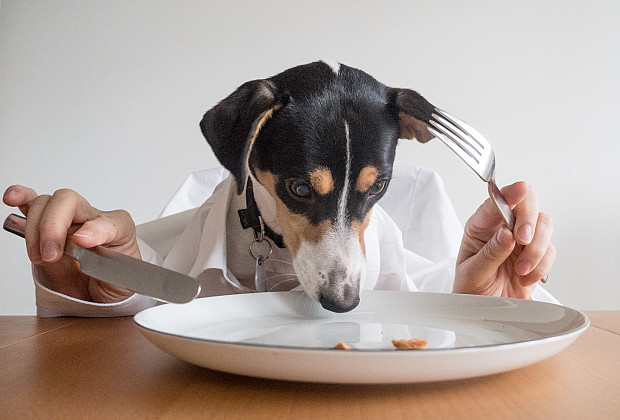 10 vrst človeške hrane, ki jo lahko jedo tudi psi