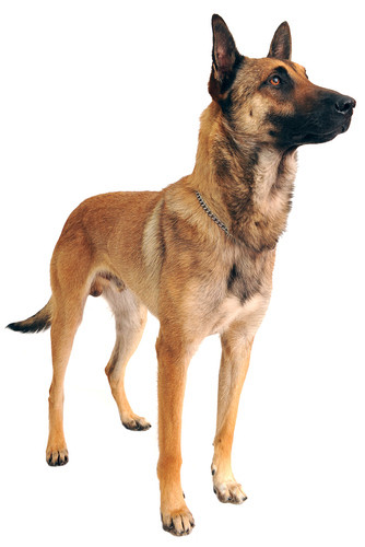 Belgijski ovčar - malinois