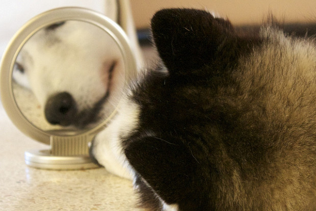 Ali psi prepoznajo svoj odsev v ogledalu?