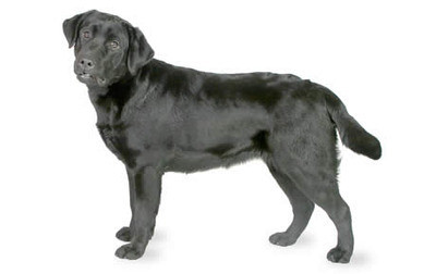 Labradorec