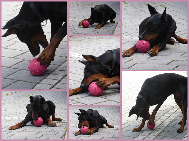 Dobermanka Dora testira (skoraj) neuničljivo žogo za priboljške