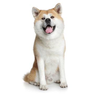 Akita Inu