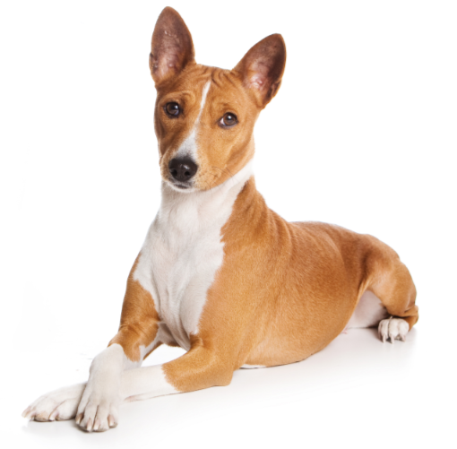 Basenji