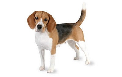 Beagle (angleški brak)