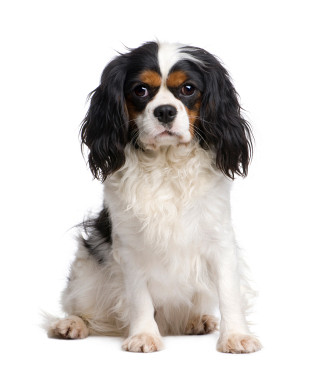 Cavalier King Charles španjel