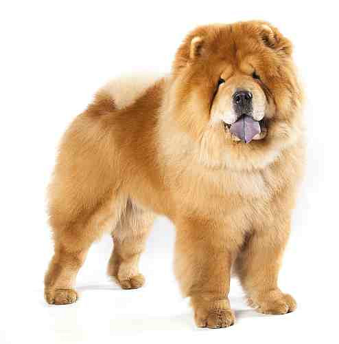 Chow chow