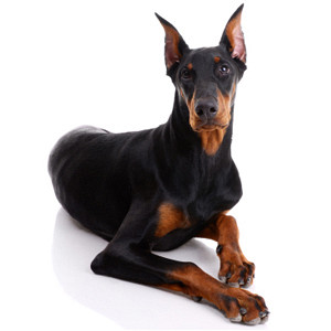 Doberman