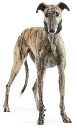 Veliki angleški hrt (Greyhound)