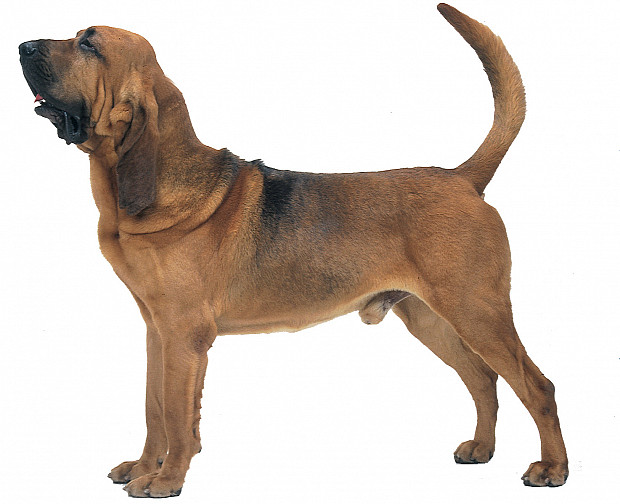 Pes sv. Huberta (Bloodhound)