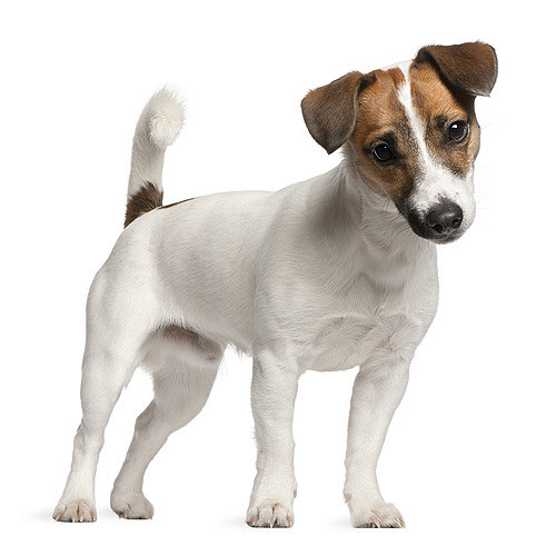 Jack Russell terier