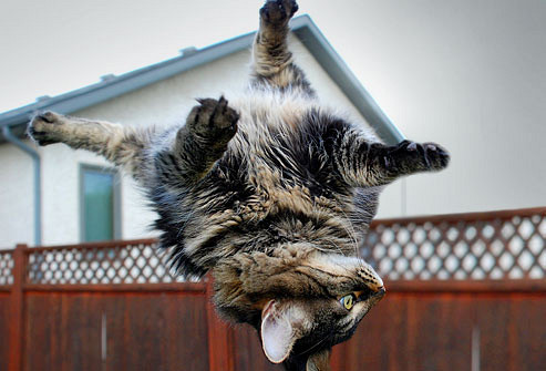 Kako mačka preživi padec z višine?
