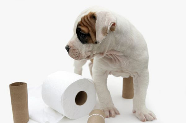 Kako psa navaditi na sobno čistočo?