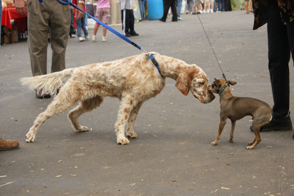 Kako se psi odzovejo na drugega psa, ko se prvič spoznavajo