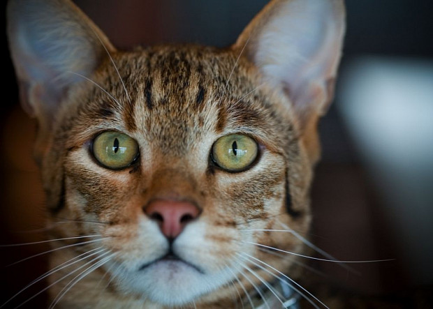 Kaj pomeni, da so mačke obvezni karnivori?