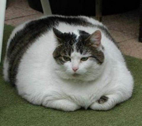 Mačka s prekomerno telesno težo