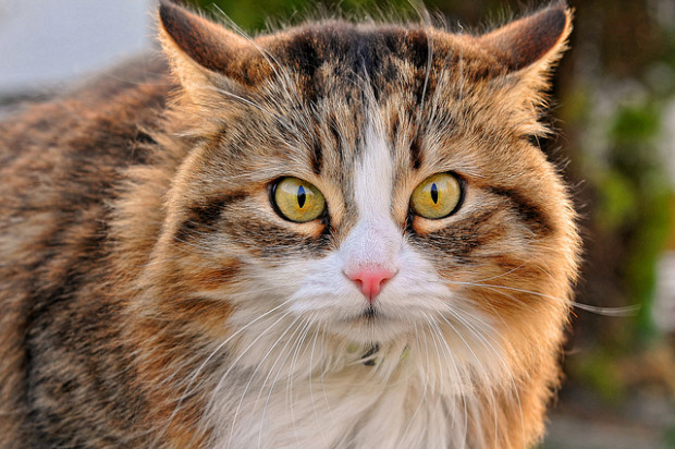 Ali ste prepričani, da vaša mačka zaužije zadosti tavrina?