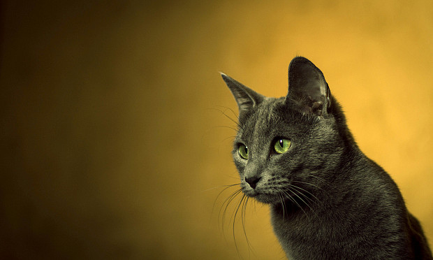 Mačke so obvezni karnivori – jih hranite z ustrezno hrano?
