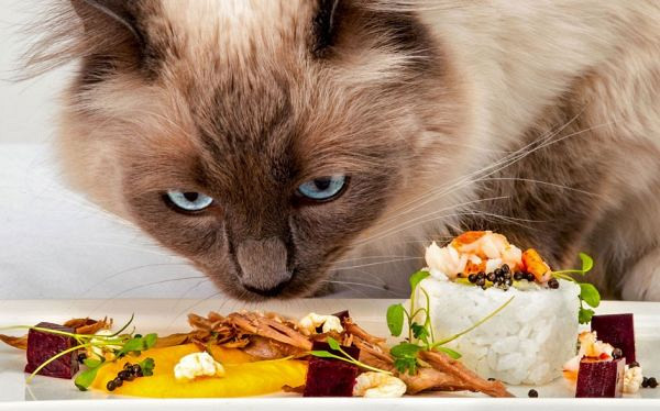 Mačkam škodljive vrste hran