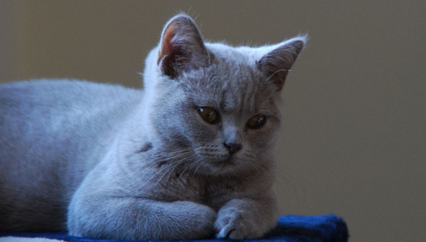 Spremembe vedenja mačke po kastraciji oziroma sterilizaciji