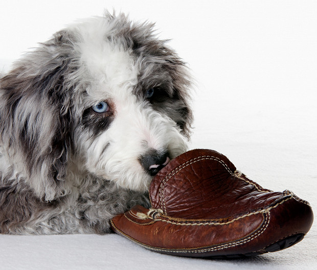 Kaj pa če psi žvečijo čevlje zato, da bi nam preprečili odhod od doma?