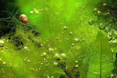 Pomeni nastanek alg začetek konca vašega akvarija?