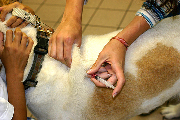 Preventivna cepljenja pri psih