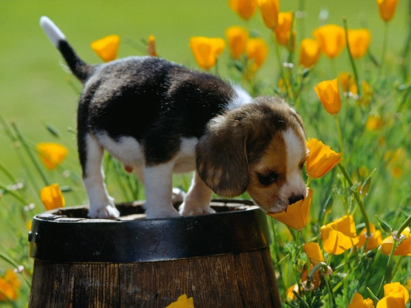 Priprava psa na pomlad