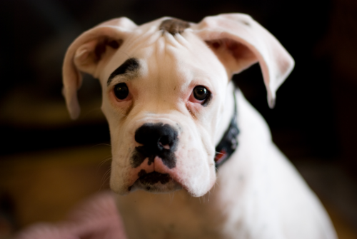 Sprememba vedenja psa po kastraciji oziroma sterilizaciji