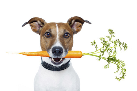 Sadni in zelenjavni prigrizki za vašega psa