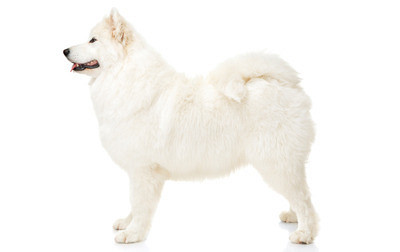 Samojed