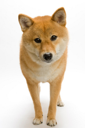 Shiba Inu