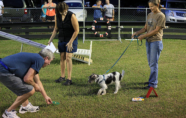 Pasji prvošolček – obvezna oprema za v pasjo šolo