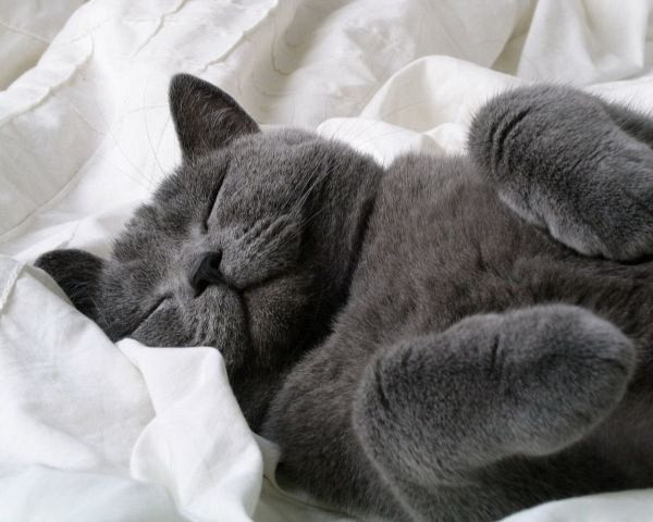 Spati kot mačka