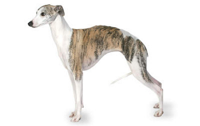 Whippet - mali angleški hrt