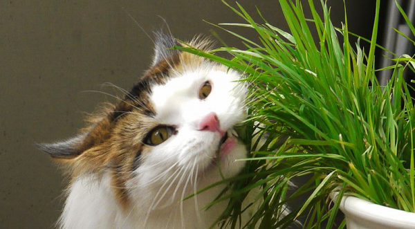 Zakaj mačke jedo travo?