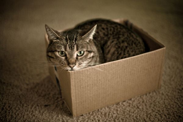 Zakaj se mačke rade skrijejo v škatlo?