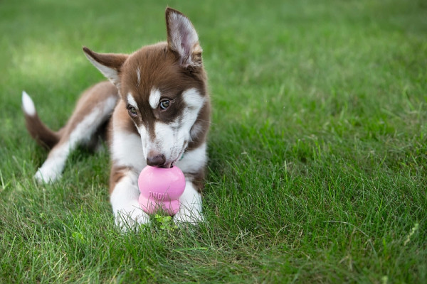 KONG PUPPY