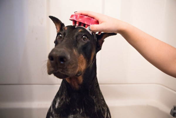 Krtača za kopanje, nego in masažo Kong Zoom Groom