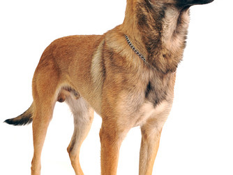 Belgijski ovčar - malinois