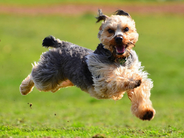 10 najbolj hiperaktivnih pasem psov