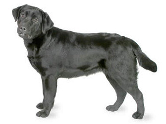 Labradorec