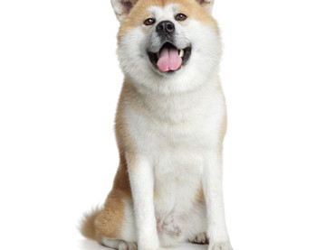 Akita Inu