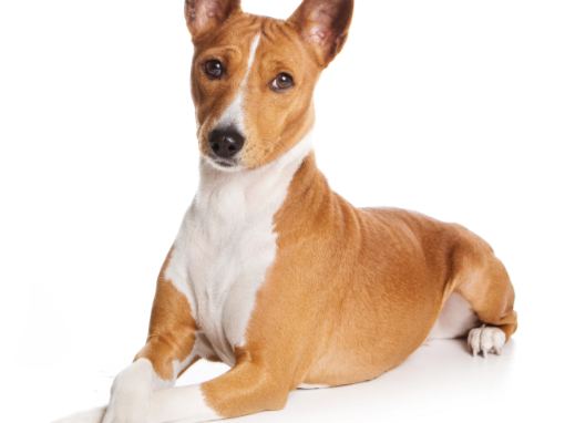 Basenji