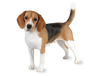 Beagle (angleški brak)