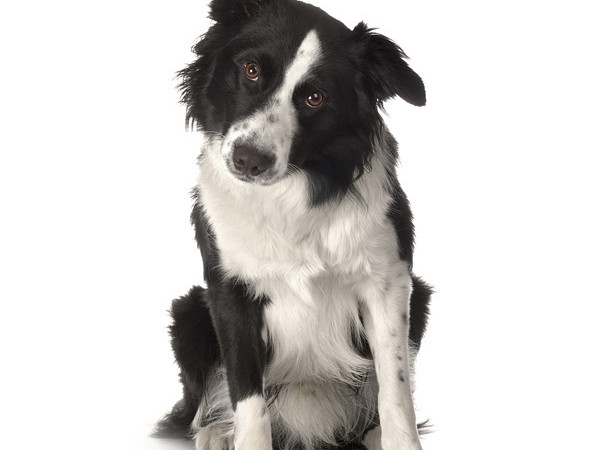 Borderski ovčar (Border Collie)