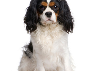 Cavalier King Charles španjel