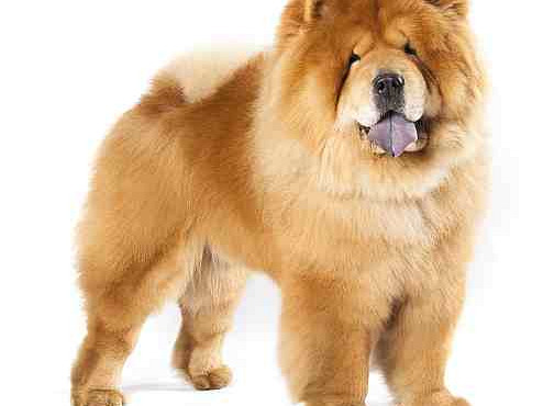 Chow chow