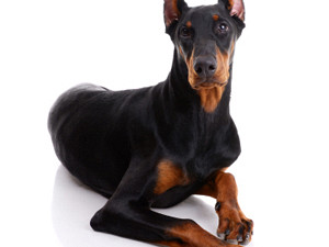 Doberman