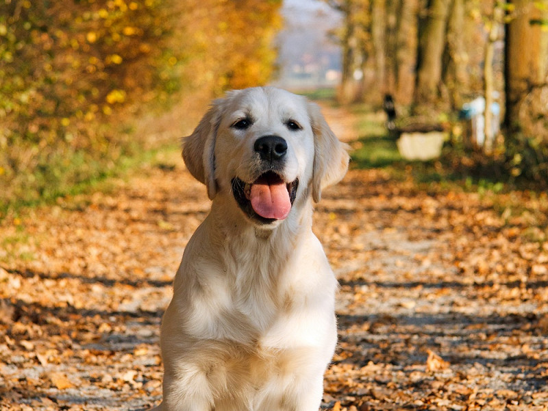 Ali vaš pes dobi dovolj OMEGA 3?
