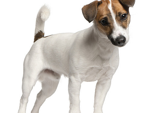 Jack Russell terier